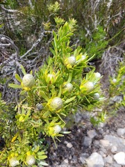 Leucadendron meridianum