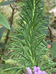 Comesperma