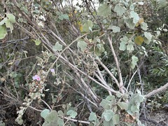 Malacothamnus davidsonii