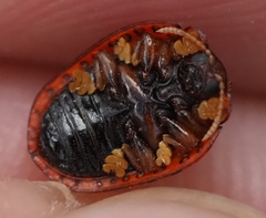 Hemisphaerota palmarum