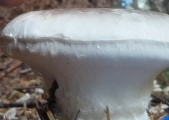 Catathelasma