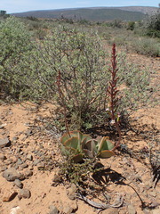 Adromischus sphenophyllus