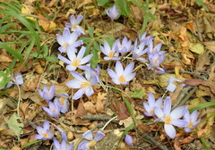 Crocus speciosus