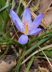 Crocus speciosus