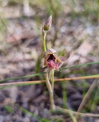 Calochilus robertsonii