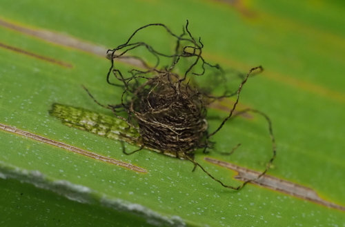 Hemisphaerota palmarum photographed in Dominican Republic