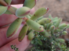 Crassula rogersii