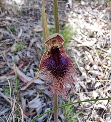 Calochilus robertsonii