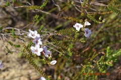 Adenandra brachyphylla
