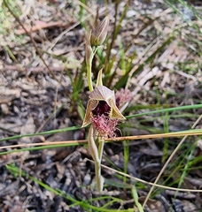 Calochilus robertsonii