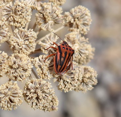 Seseli gummiferum