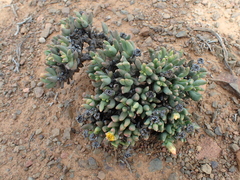 Rhombophyllum dolabriforme