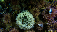 Bunodactis reynaudi