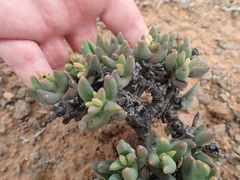 Rhombophyllum dolabriforme