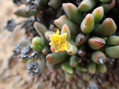 Rhombophyllum dolabriforme