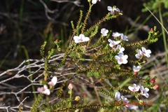 Adenandra brachyphylla