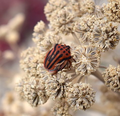 Graphosoma semipunctatum