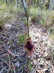 Calochilus robertsonii