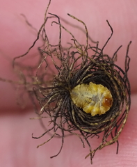 Hemisphaerota palmarum