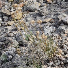 Allium marschalianum