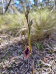 Calochilus robertsonii