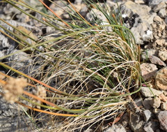 Allium marschalianum