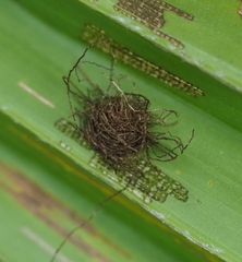 Hemisphaerota palmarum