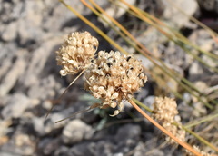 Allium marschalianum