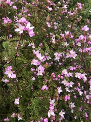Boronia microphylla