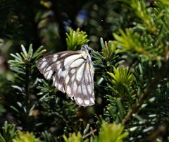 Belenois java teutonia