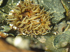 Anthopleura michaelseni