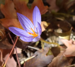 Crocus speciosus