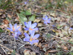 Crocus speciosus
