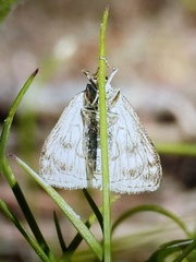 Sitochroa chortalis