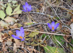 Crocus speciosus