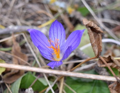Crocus speciosus