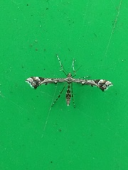 Amblyptilia pica