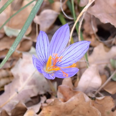 Crocus speciosus