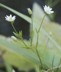 Stellaria longipes