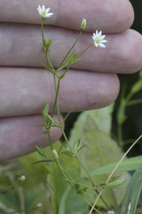 Stellaria longipes