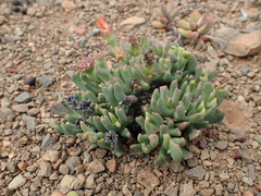 Rhombophyllum dolabriforme