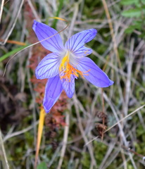 Crocus speciosus