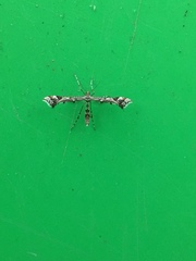Amblyptilia pica