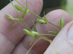 Stellaria longipes