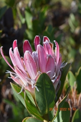 Protea compacta