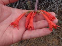 Cyrtanthus contractus
