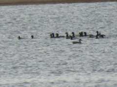 Aythya affinis
