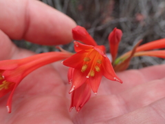 Cyrtanthus contractus