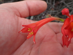 Cyrtanthus contractus