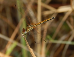 Trithemis